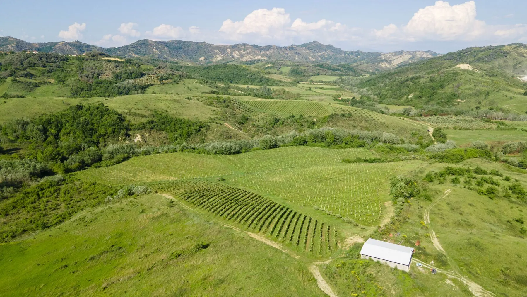 Belba vineyards rolling across the hills of Golemas, Albania